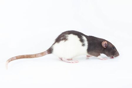 black and white domestic rat licks the floor. Spotted rat isolated on a white background.の写真素材