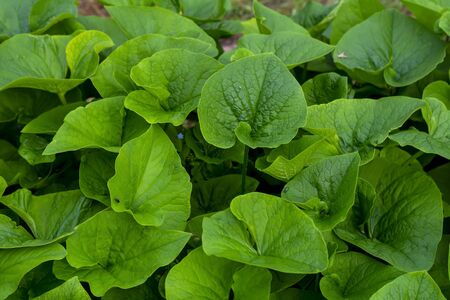 Bright green leaves for a natural background and wallpaper. Forest forget-me-not leaves close up.