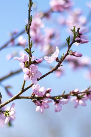 Pink flowers on a Persian tree in spring. Bright blue sky, beautiful spring wallpaper, backgroundの写真素材