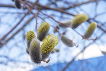 Willow branches bloom in spring, close-up, branches with buds, bright blue sky with white clouds.の写真素材