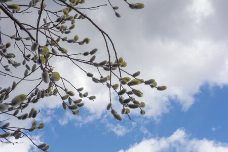 Willow branches bloom in spring, bright blue sky with white clouds.の写真素材