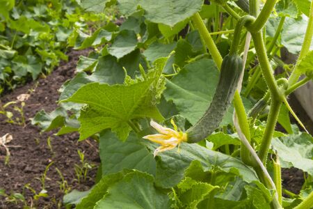 Green cucumber grows on a branch with green leaves. Cucumber grown in the ground in the open air. The concept of a healthy diet, ecological products. Selective focus.の写真素材