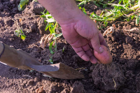 A man's hand collects fresh potatoes dug from the ground. New potato harvest in the summer. Organic food concept.の写真素材