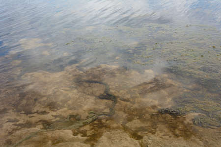 Garbage and mud in the river close-up. Ecological concept, pollution of water bodies, biological...