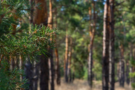 Coniferous forest in sunlight. Green pine branch and big trees. Close-up, copy space, blurred background, soft focus, blur.の写真素材