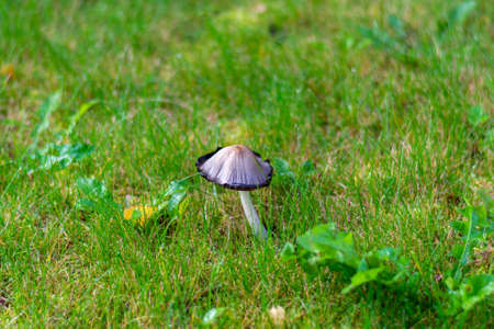 Coprinus comatus, a mushroom shaggy inkcap on green grass covered with dew drops.の写真素材