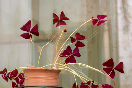 Indoor plant with butterflies leaves. Violet oxalis in clay pot on window. Selective focus.の写真素材