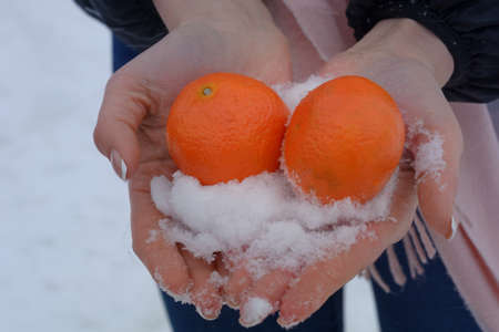 Two tangerines and snow in hands of woman close-up. Winter composition of citrus fruits.の写真素材