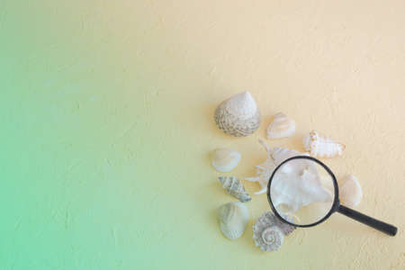 Seashells and magnifying glass. Concept of sea travel, research. Toned photo, selective focus, fog...
