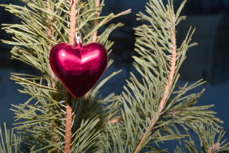 Red toy heart on branch of Christmas tree New Year's night. Close-up, selective focus.の写真素材