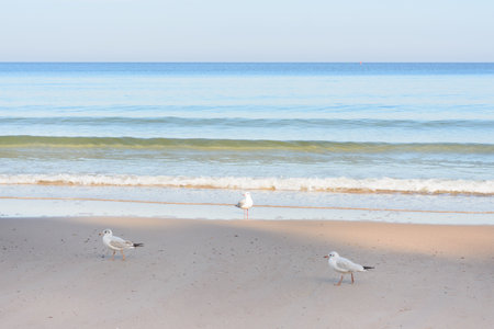 Beautiful seascape at sunset in evening. White seagulls on beach and soft waves. Selective focus.の写真素材