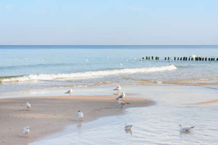 Group of seagulls resting on seashore. Soft waves with white foam. Beautiful seascape, selective focus.の写真素材