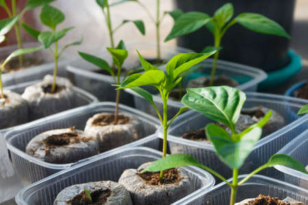 Pepper seedlings in separate containers with nutritious soil. Close-up, selective focus.の写真素材