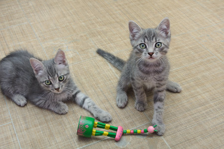 Two tabby gray kitten plays with wooden toy. Pet training.の写真素材