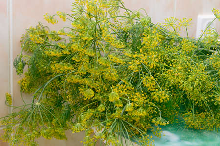 Umbrellas of dill inflorescences. Close-up, selective focus.の写真素材