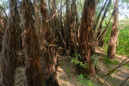 Trunks of old trees with brown algae. Selective focus, blur.