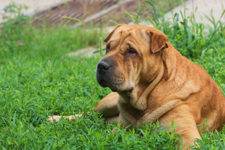 Portrait of a Shar Pei dog. The pet is resting on green lawn.の写真素材