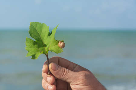 Snail on leaf of plant in a man's hand. Selective focus, blur.の写真素材