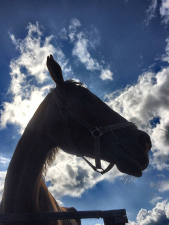 Horsesの素材