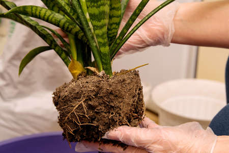 Transplanting a houseplant Sansevieria female at home in a basinの写真素材