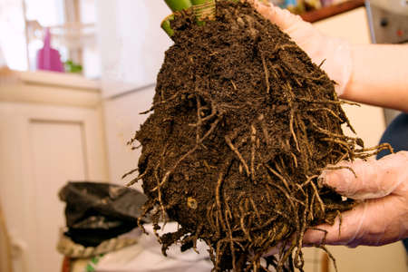 Roots of a large houseplant in a woman's gloved handsの写真素材