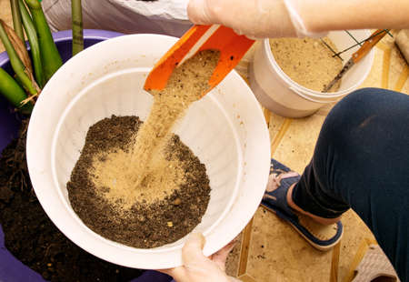 Pouring sand and soil into a new large pot to transplant a houseplantの写真素材