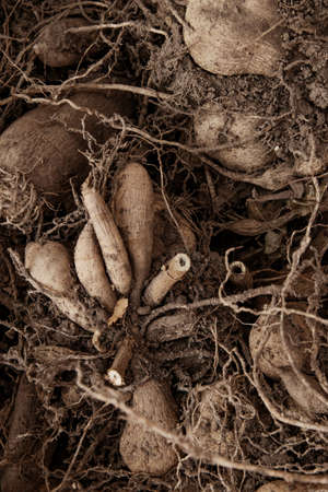 Flower tubers ready for seasonal spring planting in the ground