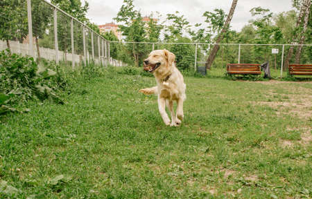 a golden retriever dog runs with a smile across the dog walking area