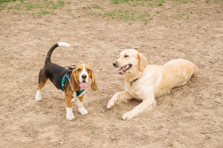 two golden retrievers and beagle dogs get to know each other, sniff each other and play together in...