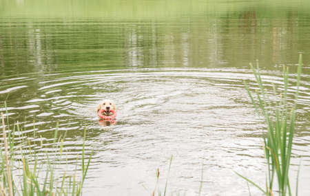 a golden retriever dog swims in a pond with his toy in his teethの写真素材