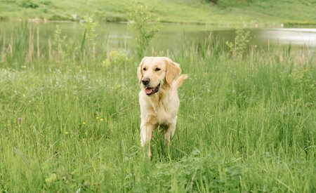 dog breed golden retriever stands nature in greenery protruding tongue by the pondの写真素材
