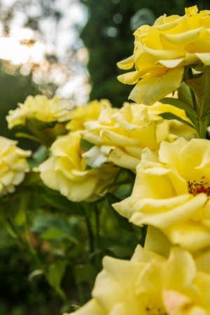 Flowering bush of garden tea yellow rose on a flower bed in summer