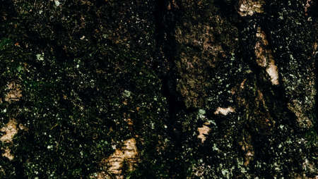 Natural texture of green moss closeup on wet tree bark in autumn forestの写真素材