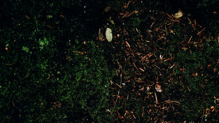Natural texture of green moss closeup on wet tree bark in autumn forestの写真素材