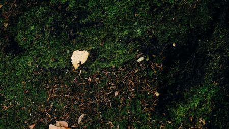 Texture of green autumn moss near a tree in the forest with fallen dry leavesの写真素材