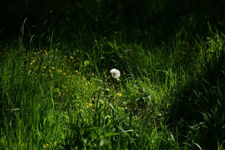 dandelion in the grassの写真素材