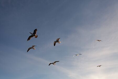 gulfs fly under water in Swedenの写真素材