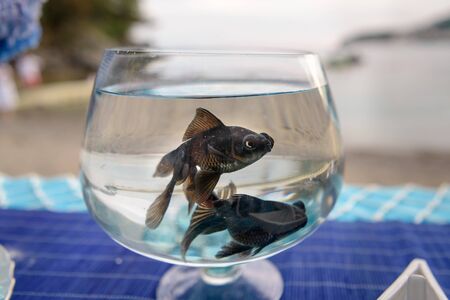 Two fish swim in a glassの写真素材