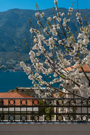 Blooming cherry trees against the background of mountains and sea Montenegroの写真素材