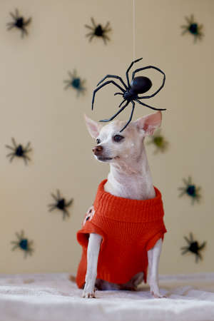 Chihuahua Wearing a Halloween Collar