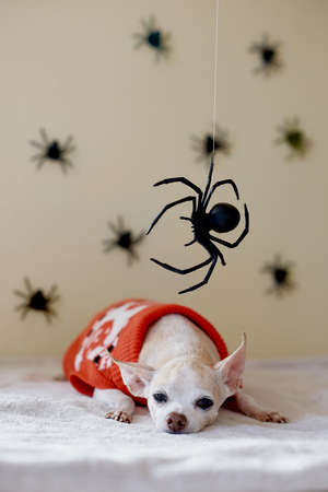 Chihuahua Wearing a Halloween Collarの写真素材