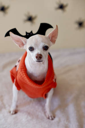 Chihuahua celebrating Halloween at homeの写真素材