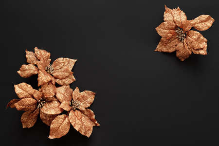 Christmas flowers on a black backgroundの写真素材