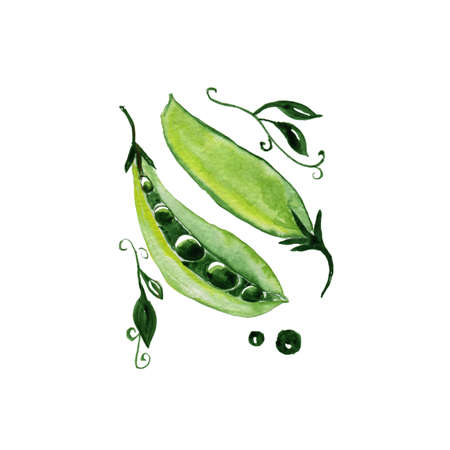 watercolor illustration of a pea pod with leaves isolated on white background, autumn collectionの写真素材