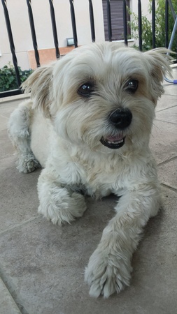 little dog resting on the terrace