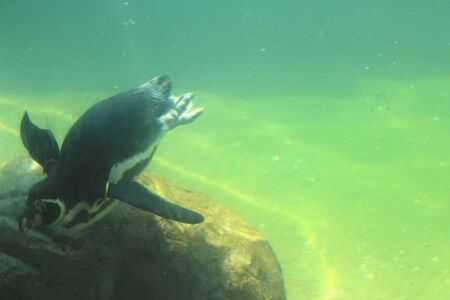 penguin divingの素材