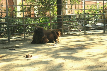 Bison resting in the shade.の素材