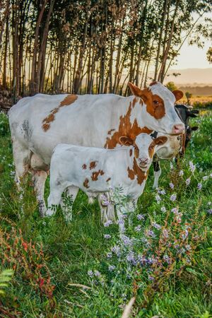 Cow familyの写真素材