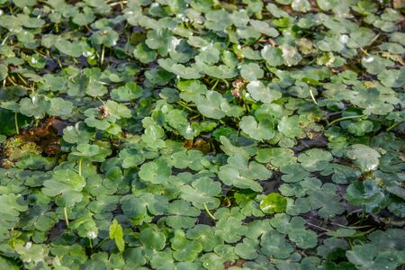 Trebol waterの写真素材