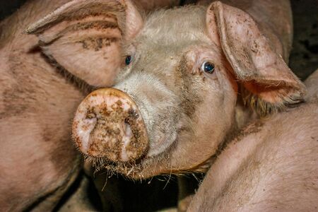 Pig farmの写真素材